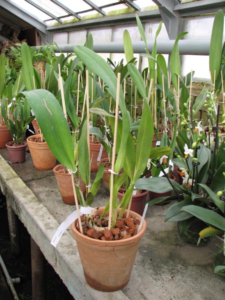 Laelia crispa.jpg