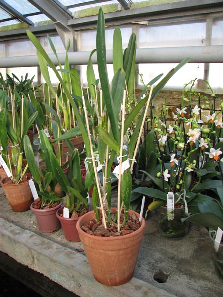 Cattleya White Belle (Cattleya mossiae wagneri x Cattleya White Empress).jpg