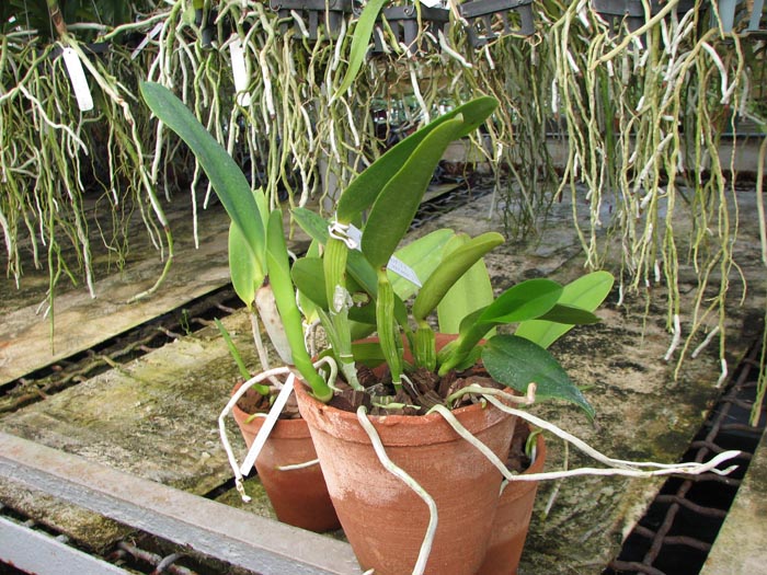 Cattleya warneri semi alba 'Geneva' x Laelia praestans alba.jpg