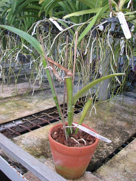 Cattleya maxima tall.jpg