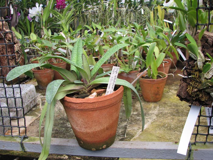 Paphiopedilum bellatulum 'Good Dorsal' x Paphiopedilum villosum 'Naeshan'.jpg