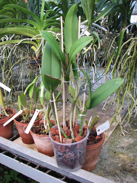 (Brassavola digbyana x Rhyncholaeliocattleya Young Kong) 'ORCHIS'.jpg