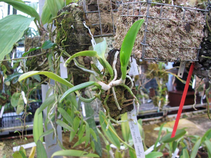 Laelia dayana coerulea 'Chojamaru' x SELF.jpg