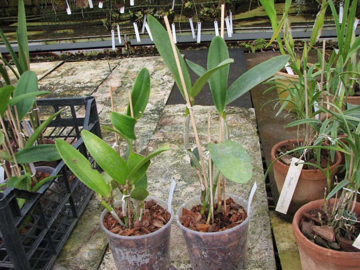 Cattleya Taiwan Green Emerald.jpg