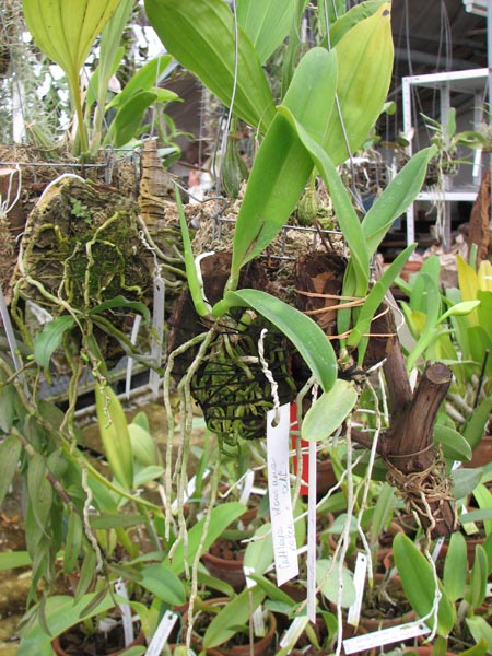 Cattleya dowiana rosea x self.jpg