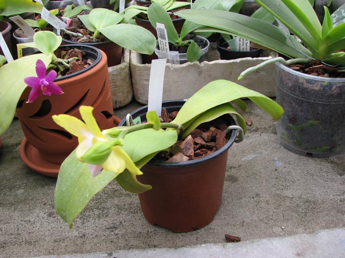 Doritaenopsis Sogo Sweet 'Sogo' x Phalaenopsis Joy Spring Canary 'Japan Peach'.jpg