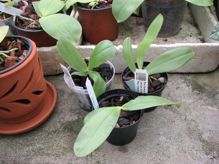 Phalaenopsis Samera 'Blue'.jpg