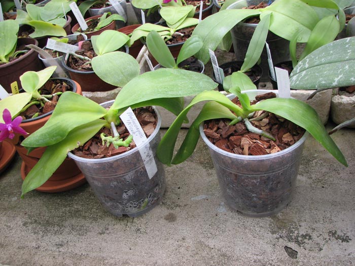 Phalaenopsis amboinensis 'Nicole'.jpg