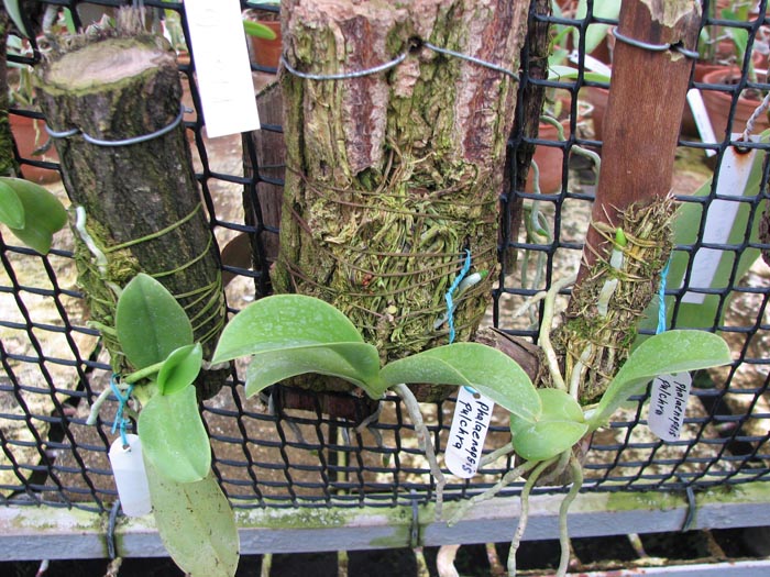 Phalaenopsis pulchra.jpg