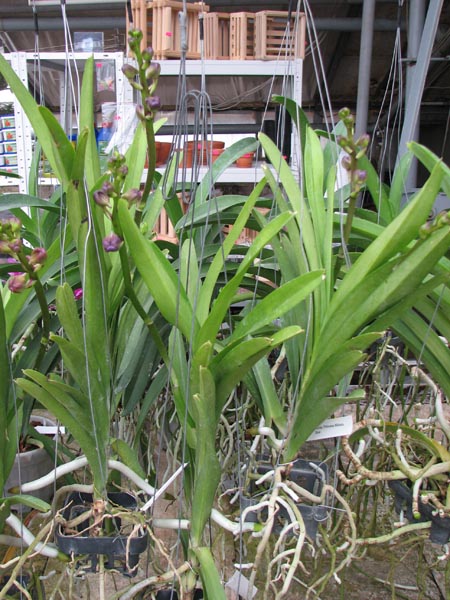 Ascocenda Princess Mikasa Blue.jpg