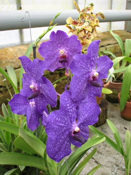Vanda Patchara Delight.JPG