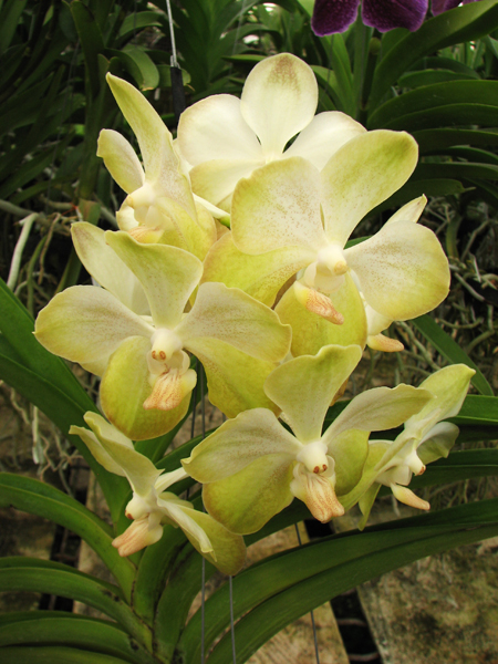 Vanda Rasri Gold x Vanda tessellata.jpg