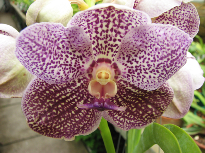Vanda Kultana gold x Vanda Pat's Delight.jpg
