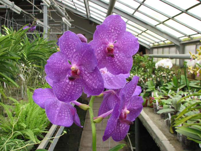 Vanda Somsri Pink x Vanda Golamcos Blue Magic.jpg