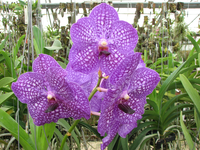 Vanda Fuchs Fushia x Katsuulea.jpg