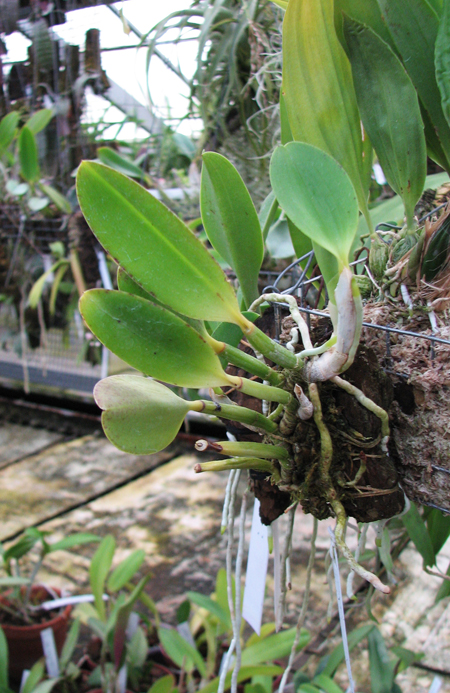 Laelia pumila 'Topazio Vermelho' (Z-71) x Laelia pumila 'Granada'.jpg
