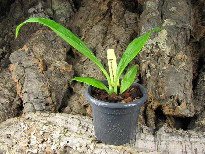 Bollopetalum Midnight Blue 'Cardinal'.jpg