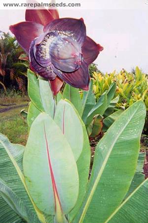 Musa Ensete