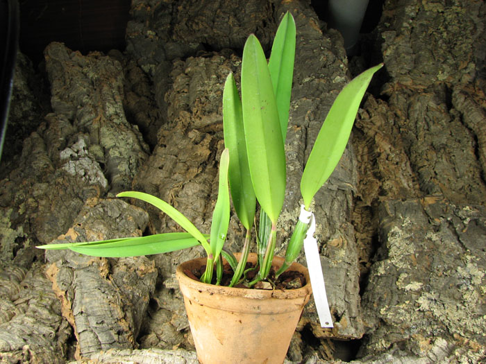 Cattleya lueddemaniana (color overlap x Irina).jpg