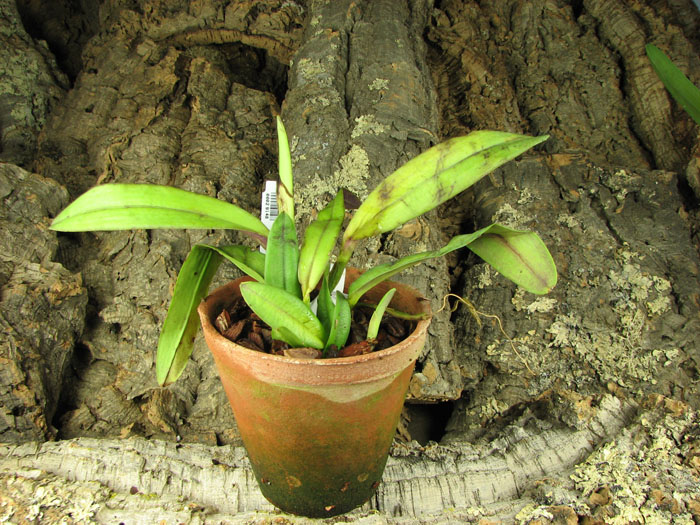 Cattleya maxima 'Jorg' x self.jpg