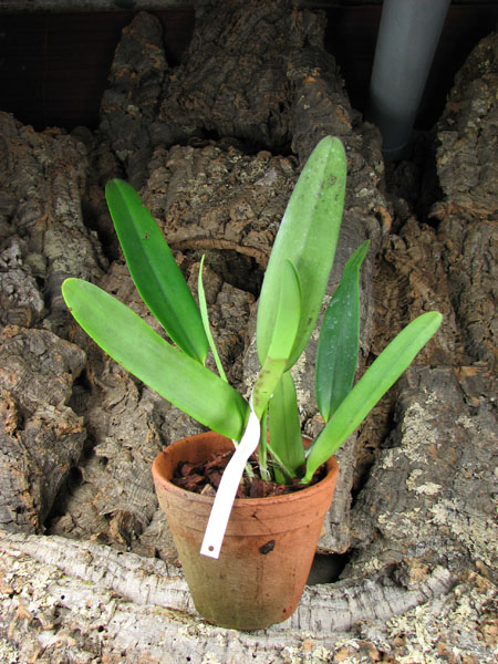 Brassolaeliocattleya (Julio Barbiero x Saint Helena Sound).jpg