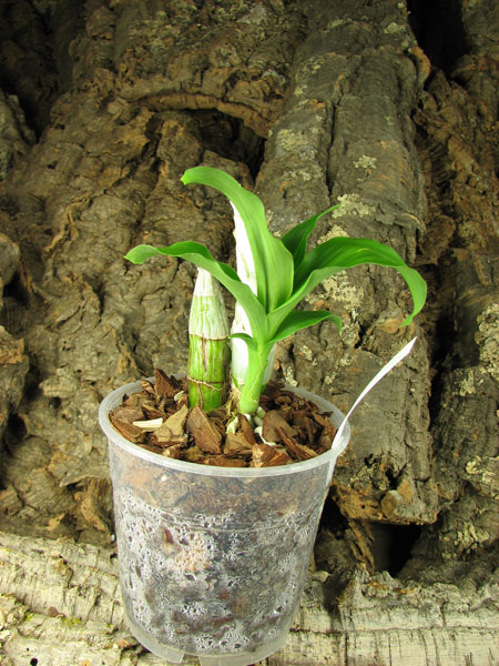 Catasetum pileatum 'Oro Verde'.jpg