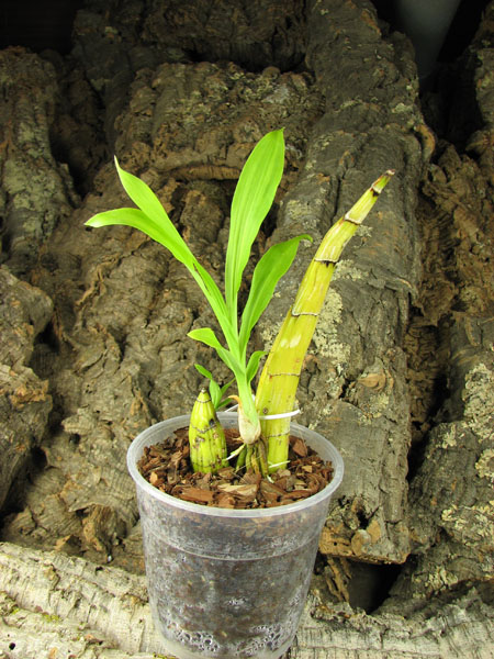 Catasetum tenebrosum.jpg