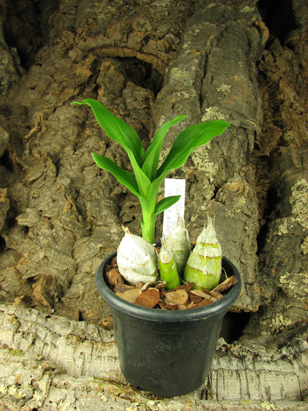 Catasetum pileatum (albo x albo).jpg