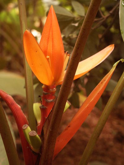 Musa rubinea orange