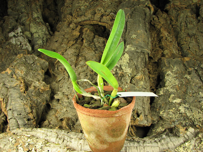 Laelia lobata coerulea 'AM-EC' x SELF.jpg