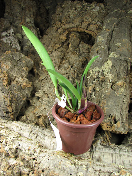 Brassocattleya Hippodamia 'Kelvin Lucky' (Brassavola nodosa x Cattleya aclandiae).jpg