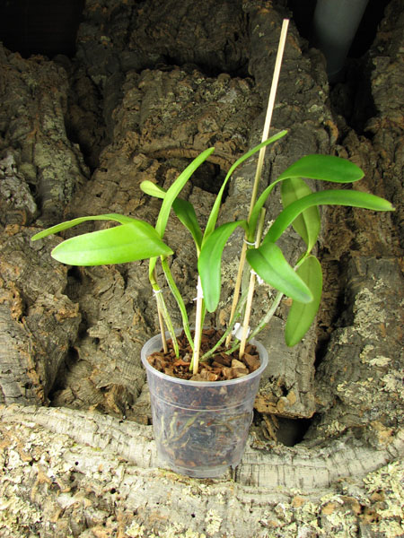 Cattleya Undine alba (intermedia x mossiae).jpg
