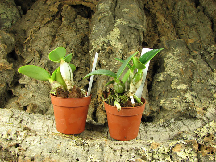 Cattleya nobilior amalie.jpg