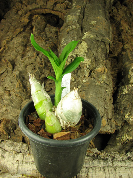 Catasetum pileatum (albo x albo).jpg