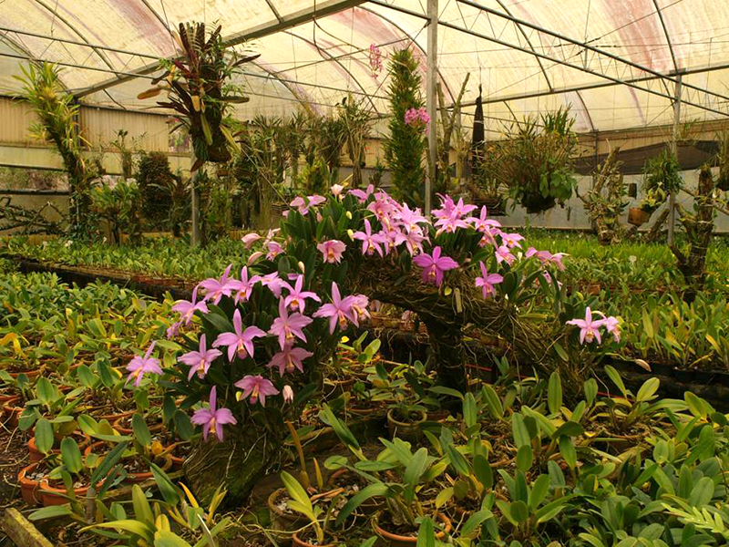 Laelia jongheana in bloom this month.jpg
