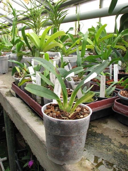 Angraecum magdalenae.jpg