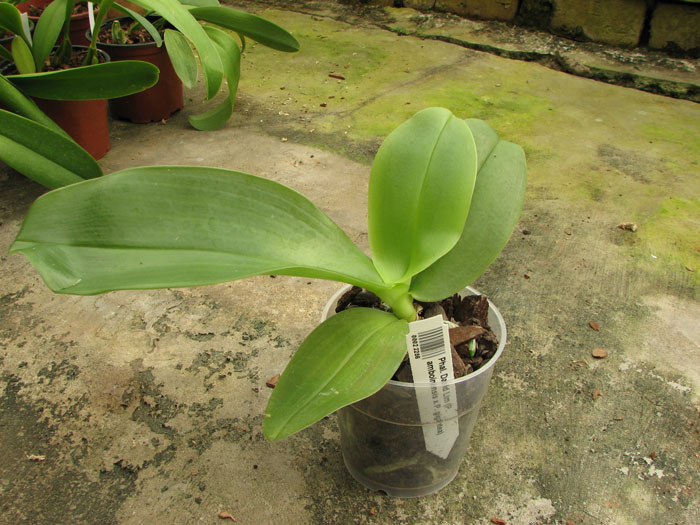 Phalaenopsis David Lim.jpg