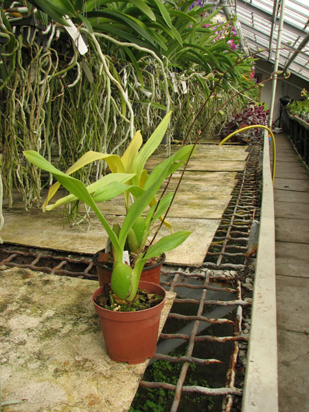 Onc Namboh Waltz ‘Boso Sweet’.jpg