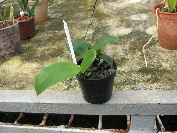 Cattleya Brabantiae 'Banderantes'.jpg