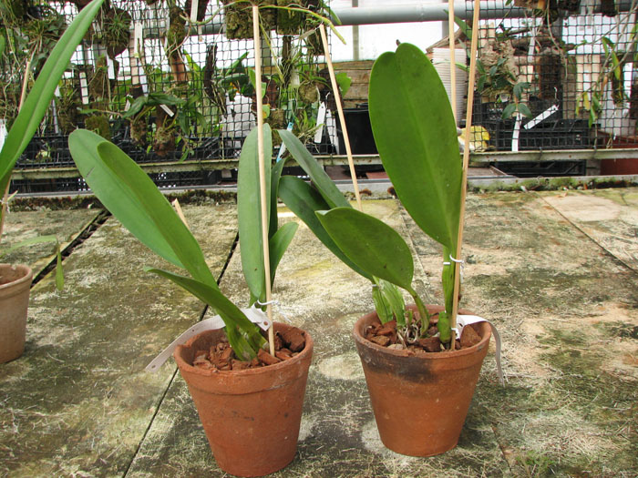 Lc Tyl Belle 'Fantasy'.jpg