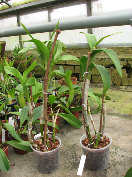 Dendrobium Nopporn Starbright.jpg