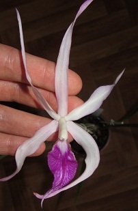 Явно это Brassocattleya Amethyst (Laelia purpurata x Brassavola cucullata) даже губа один в один