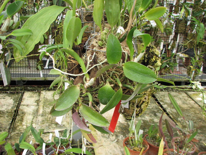 Laelia alaori escura II x Laelia alaori escura I.jpg