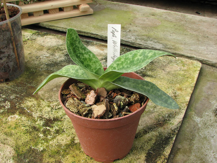 Paphiopedilum Wellesleyanum x delenatii fma album.jpg