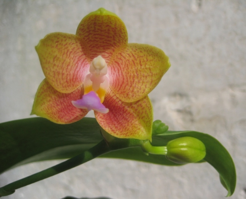 Phalaenopsis Lendon Canary Cupid (Tying Shin Cupid-P.Yungho Gelb Canary yung Ho) 02.jpg