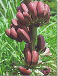 Musa Burmese Blue Banana