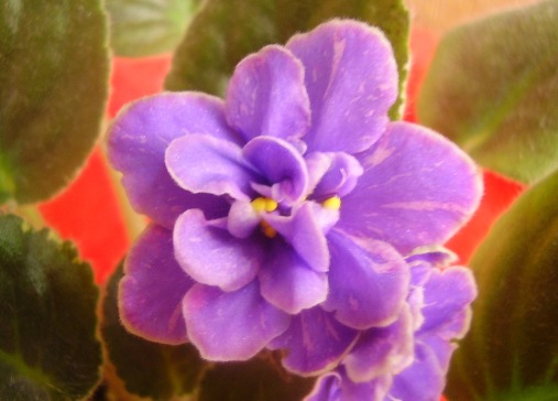 2006 12 06 19 07 1п.jpg