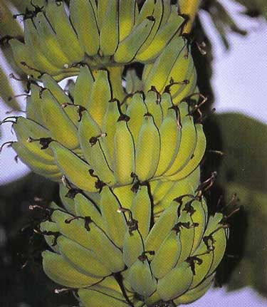 musa namwah