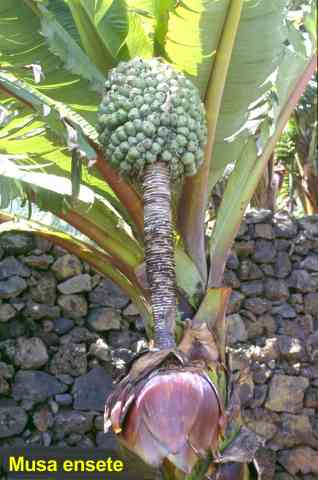 Musa ensete