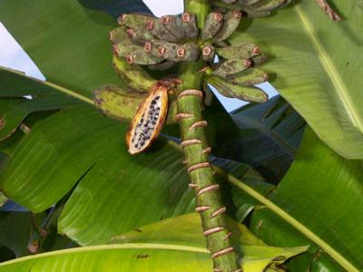 Musa balbisiana.